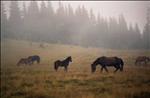 horses at carpathians